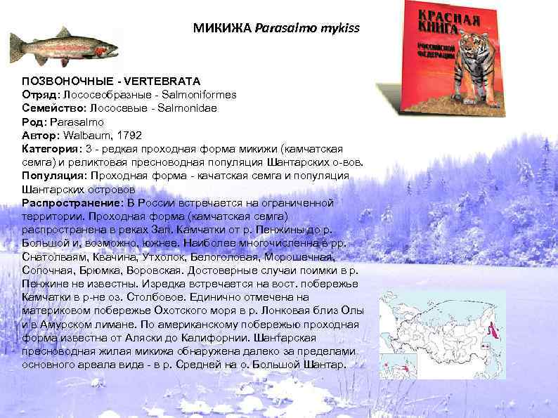 МИКИЖА Parasalmo mykiss ПОЗВОНОЧНЫЕ - VERTEBRATA Отряд: Лососеобразные - Salmoniformes Семейство: Лососевые - Salmonidae