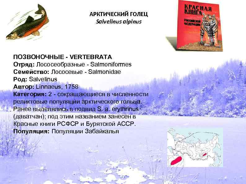 АРКТИЧЕСКИЙ ГОЛЕЦ Salvelinus alpinus ПОЗВОНОЧНЫЕ - VERTEBRATA Отряд: Лососеобразные - Salmoniformes Семейство: Лососевые -