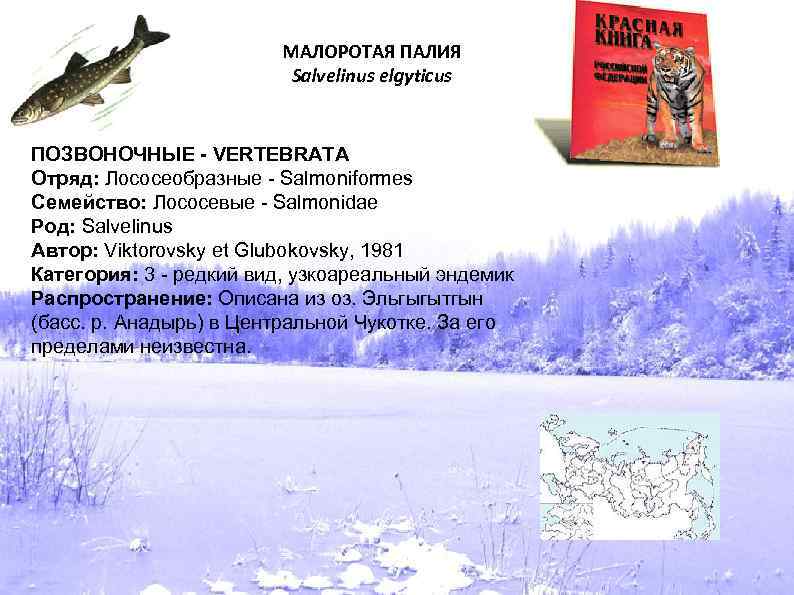 МАЛОРОТАЯ ПАЛИЯ Salvelinus elgyticus ПОЗВОНОЧНЫЕ - VERTEBRATA Отряд: Лососеобразные - Salmoniformes Семейство: Лососевые -