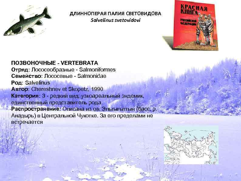 ДЛИННОПЕРАЯ ПАЛИЯ СВЕТОВИДОВА Salvelinus svetovidovi ПОЗВОНОЧНЫЕ - VERTEBRATA Отряд: Лососеобразные - Salmoniformes Семейство: Лососевые