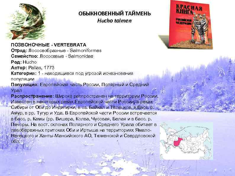 ОБЫКНОВЕННЫЙ ТАЙМЕНЬ Hucho taimen ПОЗВОНОЧНЫЕ - VERTEBRATA Отряд: Лососеобразные - Salmoniformes Семейство: Лососевые -