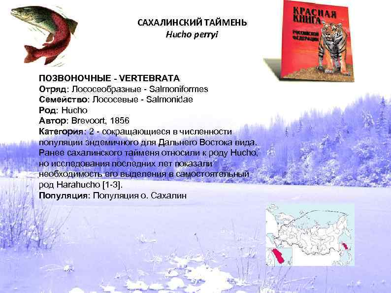 САХАЛИНСКИЙ ТАЙМЕНЬ Hucho perryi ПОЗВОНОЧНЫЕ - VERTEBRATA Отряд: Лососеобразные - Salmoniformes Семейство: Лососевые -