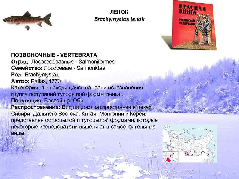 ЛЕНОК Brachymystax lenok ПОЗВОНОЧНЫЕ - VERTEBRATA Отряд: Лососеобразные - Salmoniformes Семейство: Лососевые - Salmonidae