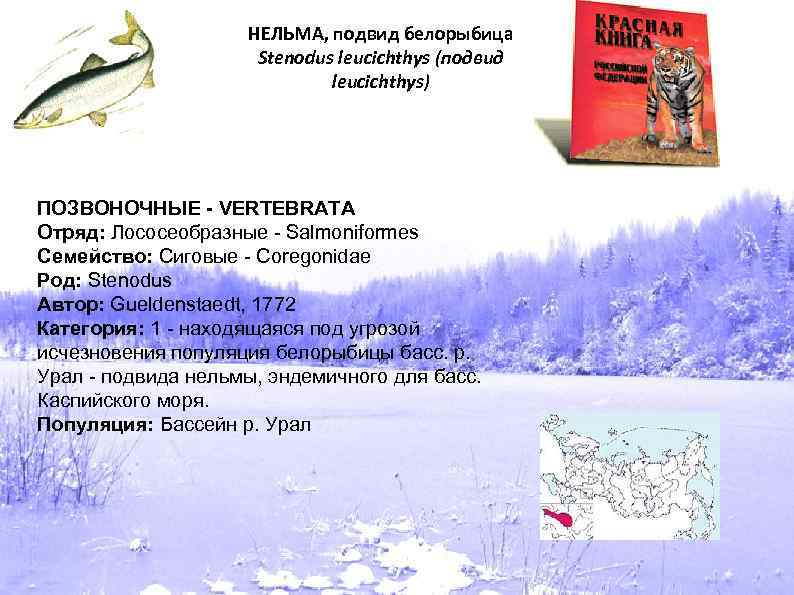 НЕЛЬМА, подвид белорыбица Stenodus leucichthys (подвид leucichthys) ПОЗВОНОЧНЫЕ - VERTEBRATA Отряд: Лососеобразные - Salmoniformes