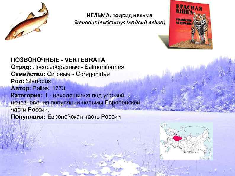 НЕЛЬМА, подвид нельма Stenodus leucichthys (подвид nelma) ПОЗВОНОЧНЫЕ - VERTEBRATA Отряд: Лососеобразные - Salmoniformes