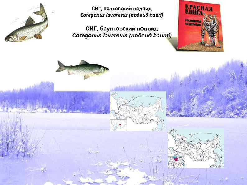 СИГ, волховский подвид Coregonus lavaretus (подвид baeri) СИГ, баунтовский подвид Coregonus lavaretus (подвид baunti)