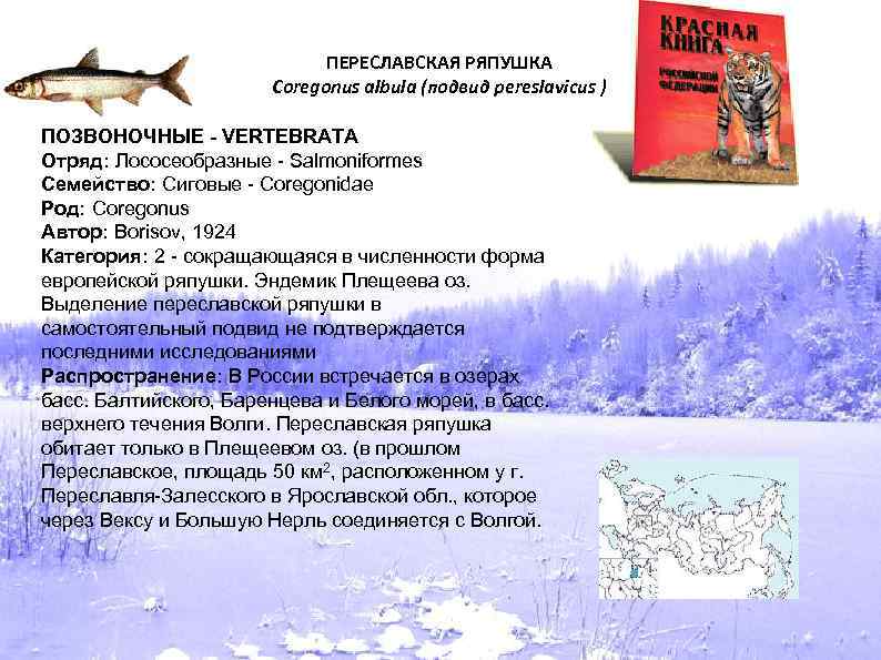 ПЕРЕСЛАВСКАЯ РЯПУШКА Coregonus albula (подвид pereslavicus ) ПОЗВОНОЧНЫЕ - VERTEBRATA Отряд: Лососеобразные - Salmoniformes