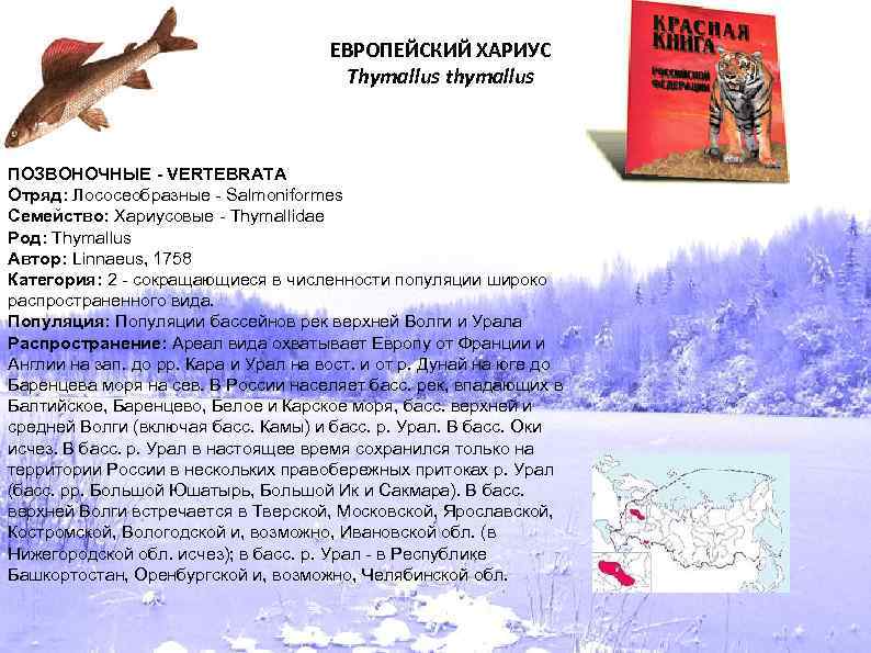ЕВРОПЕЙСКИЙ ХАРИУС Thymallus thymallus ПОЗВОНОЧНЫЕ - VERTEBRATA Отряд: Лососеобразные - Salmoniformes Семейство: Хариусовые -