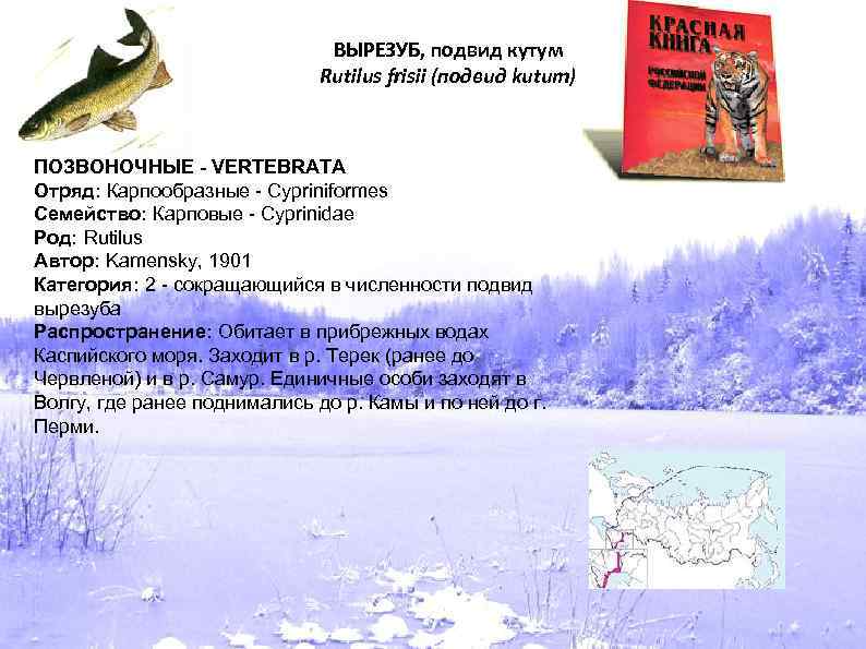 ВЫРЕЗУБ, подвид кутум Rutilus frisii (подвид kutum) ПОЗВОНОЧНЫЕ - VERTEBRATA Отряд: Карпообразные - Cypriniformes