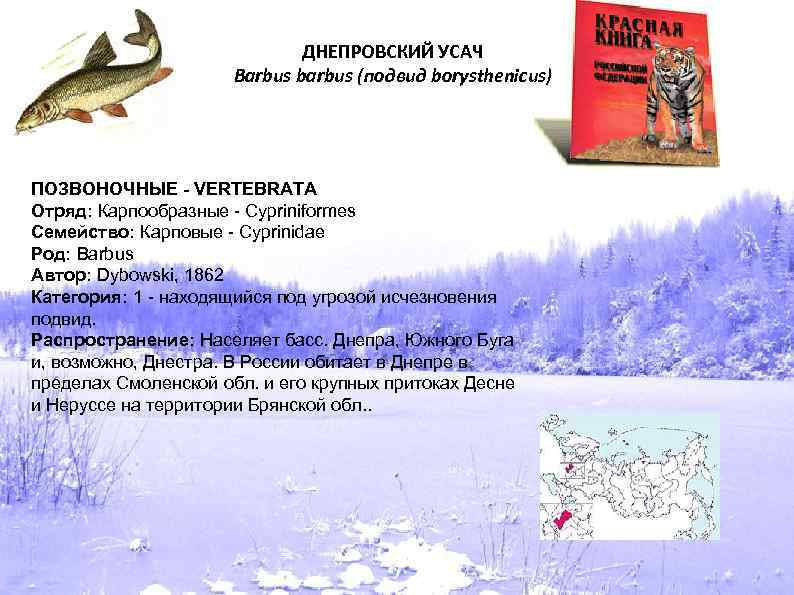 ДНЕПРОВСКИЙ УСАЧ Barbus barbus (подвид borysthenicus) ПОЗВОНОЧНЫЕ - VERTEBRATA Отряд: Карпообразные - Cypriniformes Семейство: