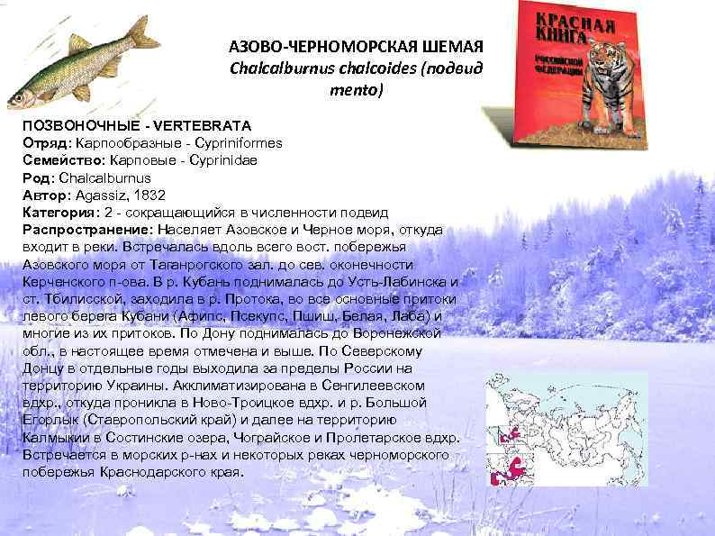 АЗОВО-ЧЕРНОМОРСКАЯ ШЕМАЯ Chalcalburnus chalcoides (подвид mento) ПОЗВОНОЧНЫЕ - VERTEBRATA Отряд: Карпообразные - Cypriniformes Семейство: