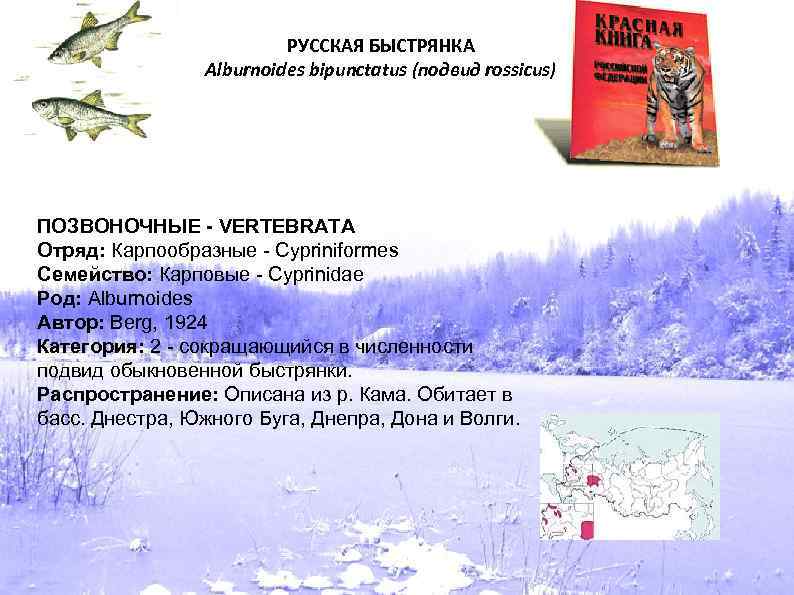 РУССКАЯ БЫСТРЯНКА Alburnoides bipunctatus (подвид rossicus) ПОЗВОНОЧНЫЕ - VERTEBRATA Отряд: Карпообразные - Cypriniformes Семейство: