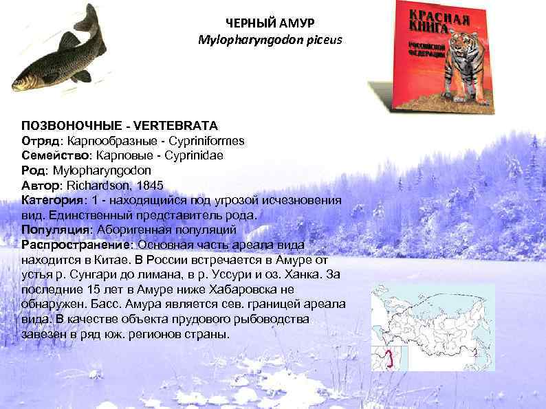 ЧЕРНЫЙ АМУР Mylopharyngodon piceus ПОЗВОНОЧНЫЕ - VERTEBRATA Отряд: Карпообразные - Cypriniformes Семейство: Карповые -