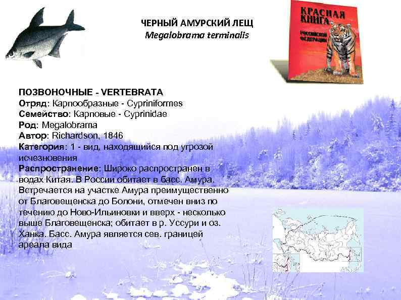 ЧЕРНЫЙ АМУРСКИЙ ЛЕЩ Megalobrama terminalis ПОЗВОНОЧНЫЕ - VERTEBRATA Отряд: Карпообразные - Cypriniformes Семейство: Карповые