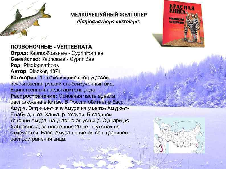 МЕЛКОЧЕШУЙНЫЙ ЖЕЛТОПЕР Plagiognathops microlepis ПОЗВОНОЧНЫЕ - VERTEBRATA Отряд: Карпообразные - Cypriniformes Семейство: Карповые -