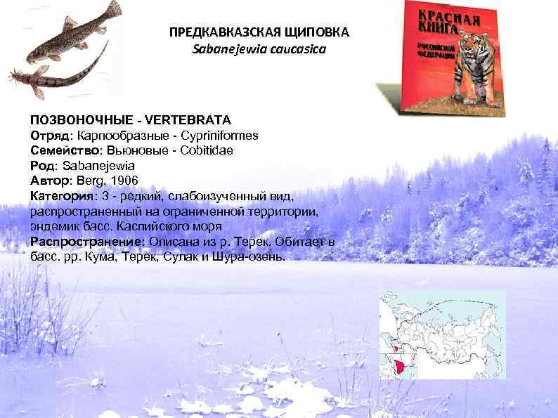 ПРЕДКАВКАЗСКАЯ ЩИПОВКА Sabanejewia caucasica ПОЗВОНОЧНЫЕ - VERTEBRATA Отряд: Карпообразные - Cypriniformes Семейство: Вьюновые -