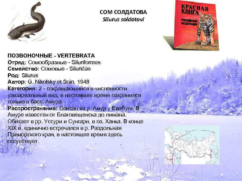 СОМ СОЛДАТОВА Silurus soldatovi ПОЗВОНОЧНЫЕ - VERTEBRATA Отряд: Сомообразные - Siluriformes Семейство: Сомовые -