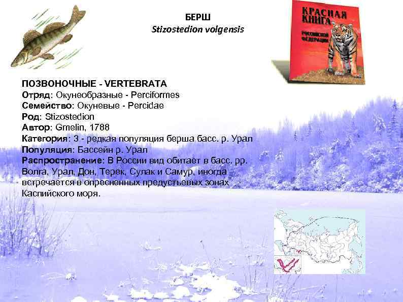 БЕРШ Stizostedion volgensis ПОЗВОНОЧНЫЕ - VERTEBRATA Отряд: Окунеобразные - Perciformes Семейство: Окуневые - Percidae
