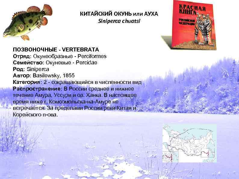КИТАЙСКИЙ ОКУНЬ или АУХА Siniperca chuatsi ПОЗВОНОЧНЫЕ - VERTEBRATA Отряд: Окунеобразные - Perciformes Семейство: