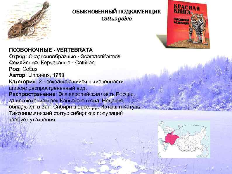 ОБЫКНОВЕННЫЙ ПОДКАМЕНЩИК Cottus gobio ПОЗВОНОЧНЫЕ - VERTEBRATA Отряд: Скорпенообразные - Scorpaeniformes Семейство: Керчаковые -