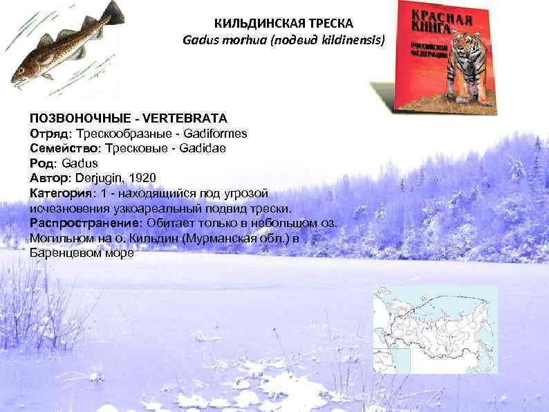 КИЛЬДИНСКАЯ ТРЕСКА Gadus morhua (подвид kildinensis) ПОЗВОНОЧНЫЕ - VERTEBRATA Отряд: Трескообразные - Gadiformes Семейство: