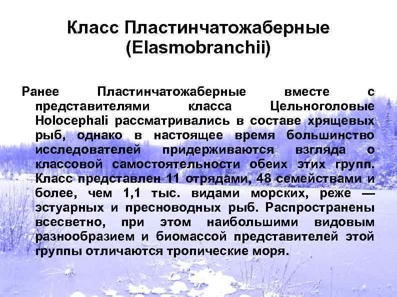 Класс Пластинчатожаберные (Elasmobranchii) Ранее Пластинчатожаберные вместе с представителями класса Цельноголовые Holocephali рассматривались в составе