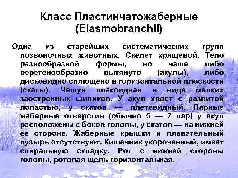 Класс Пластинчатожаберные (Elasmobranchii) Одна из старейших систематических групп позвоночных животных. Скелет хрящевой. Тело разнообразной