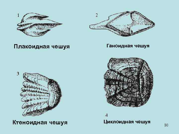 Плакоидная чешуя фото