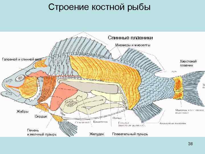 Головной мозг рыбы фото