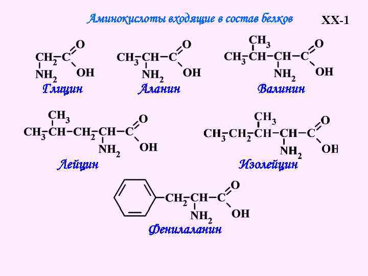 Аминокислоты входящие в состав белков Глицин Аланин Лейцин Валинин Изолейцин Фенилаланин XX-1 