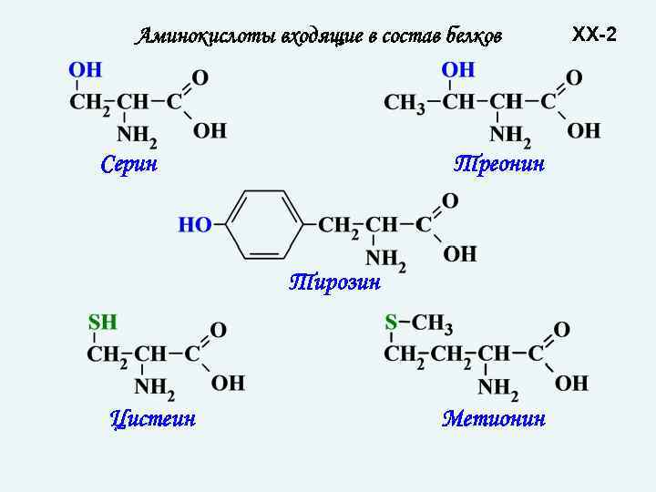 Аминокислоты входящие в состав белков Серин Треонин Тирозин Цистеин Метионин XX-2 
