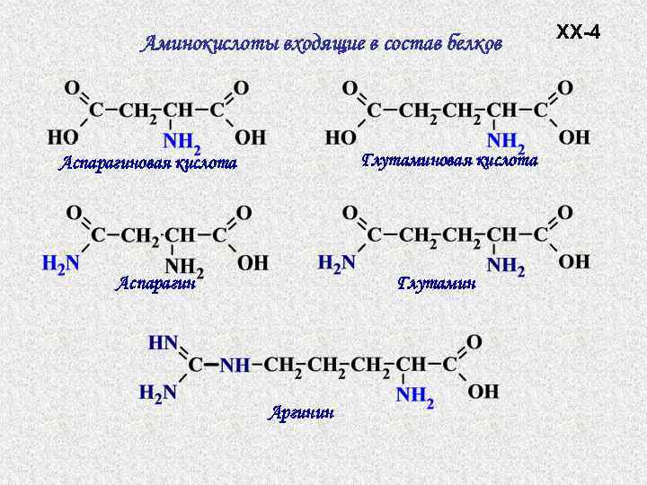 Аминокислоты входящие в состав белков Глутаминовая кислота Аспарагин Глутамин Аргинин XX-4 