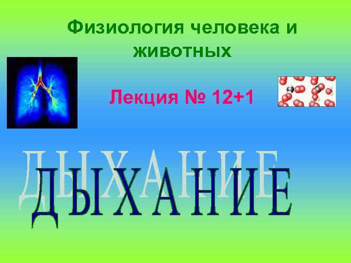 Физиология человека и животных Лекция № 12+1 