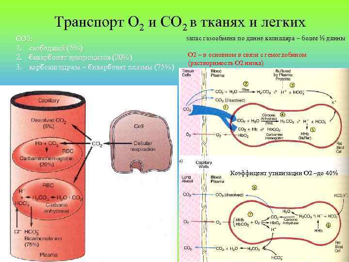 Транспорт О 2 и СО 2 в тканях и легких СО 2: 1. свободный