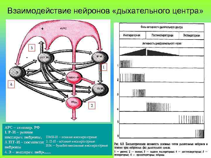 Взаимодействие нейронов «дыхательного центра» + 3 1 4 2 АРС – активир. РФ 1.