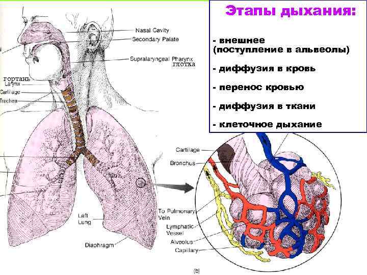 Этапы дыхания: - внешнее (поступление в альвеолы) глотка гортань - диффузия в кровь -