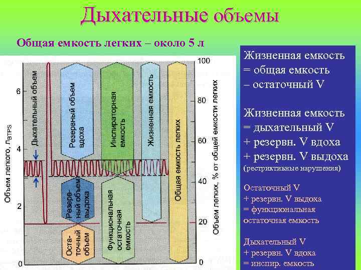 Дыхательные объемы Общая емкость легких – около 5 л Жизненная емкость = общая емкость