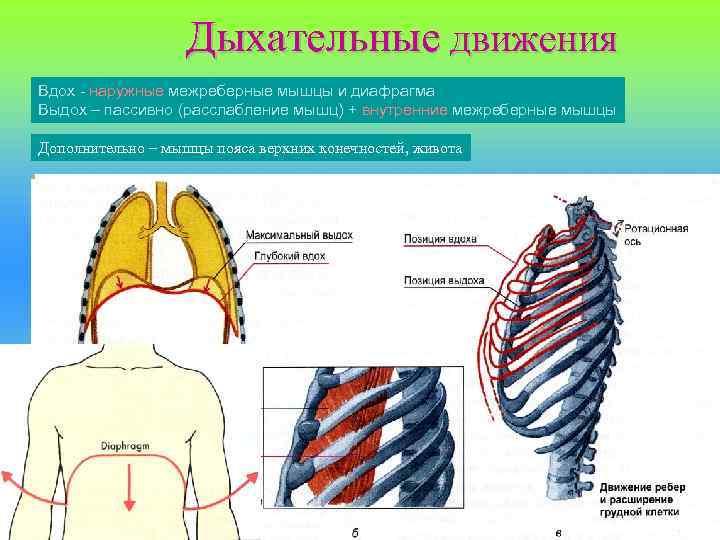 Дыхательные движения Вдох - наружные межреберные мышцы и диафрагма Выдох – пассивно (расслабление мышц)