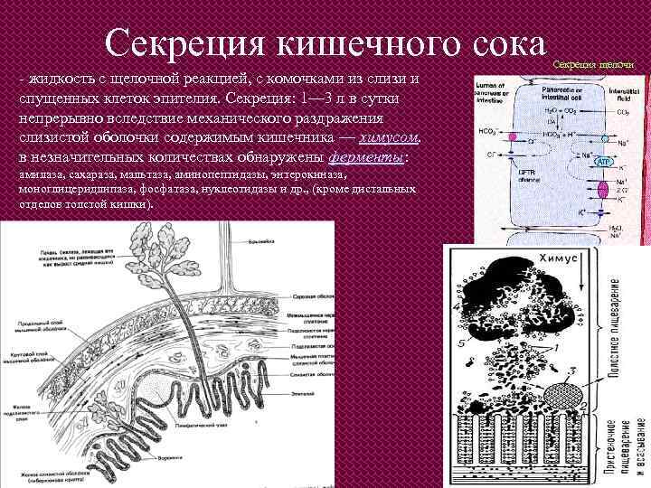 Секреция кишечного сока - жидкость с щелочной реакцией, с комочками из слизи и спущенных