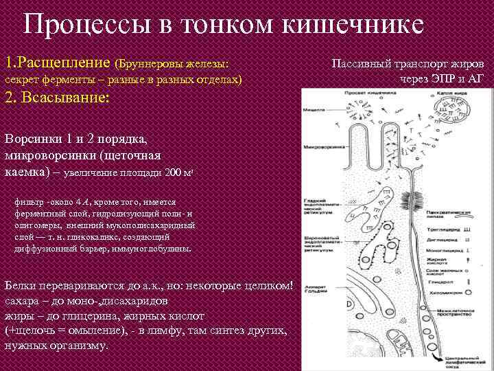 Процессы в тонком кишечнике 1. Расщепление (Бруннеровы железы: секрет ферменты – разные в разных