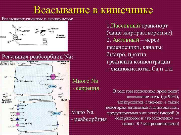 Всасывание в кишечнике Всасывание глюкозы и аминокислот Регуляция реабсорбции Na: Много Na - секреция