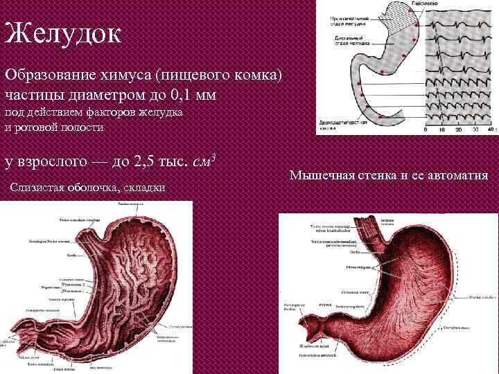 Желудок Образование химуса (пищевого комка) частицы диаметром до 0, 1 мм под действием факторов