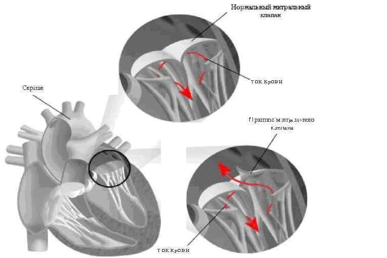 T OK K p O B H Cepime f I parmnc M: HTpa. Jll>HOIO