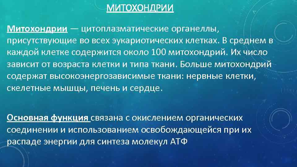 МИТОХОНДРИИ Митохондрии — цитоплазматические органеллы, присутствующие во всех эукариотических клетках. В среднем в каждой