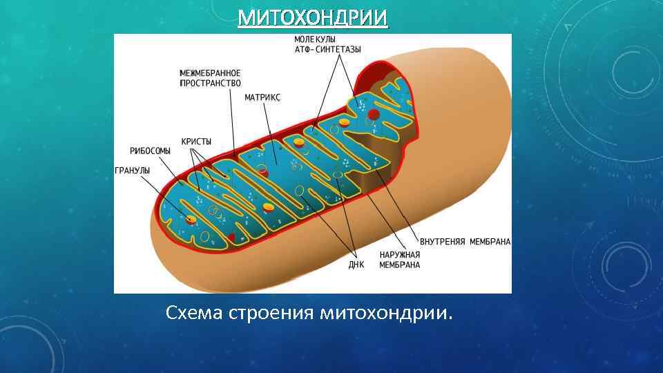 Митохондрии схема егэ