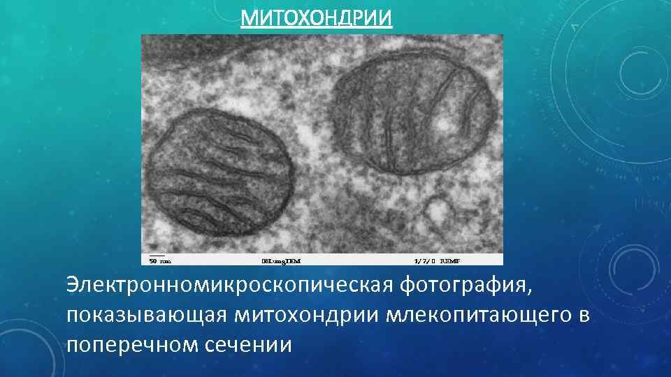 МИТОХОНДРИИ Электронномикроскопическая фотография, показывающая митохондрии млекопитающего в поперечном сечении 