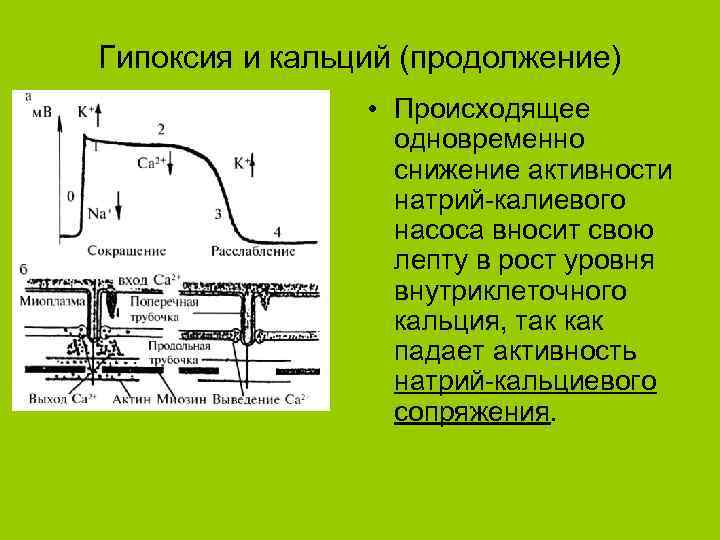 Гипоксия и кальций (продолжение) • Происходящее одновременно снижение активности натрий-калиевого насоса вносит свою лепту