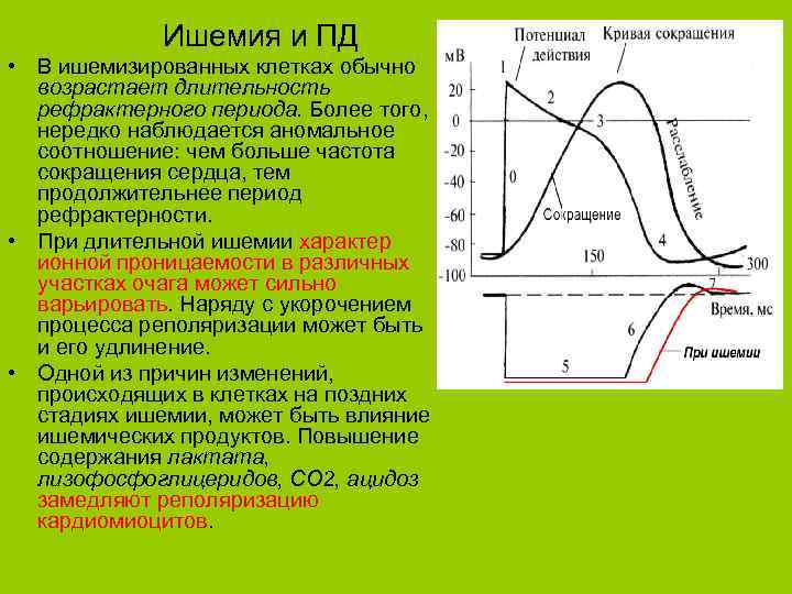 Ишемия и ПД • В ишемизированных клетках обычно возрастает длительность рефрактерного периода. Более того,
