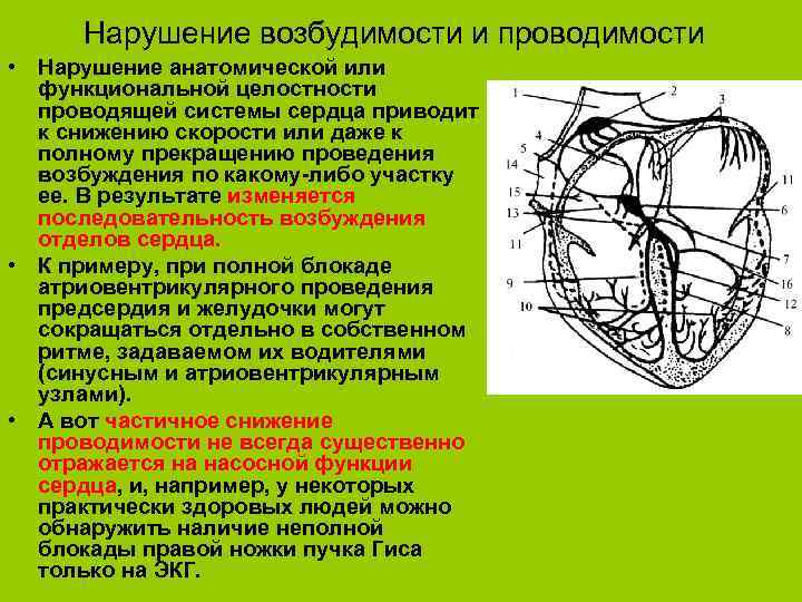 Нарушение возбудимости и проводимости • Нарушение анатомической или функциональной целостности проводящей системы сердца приводит
