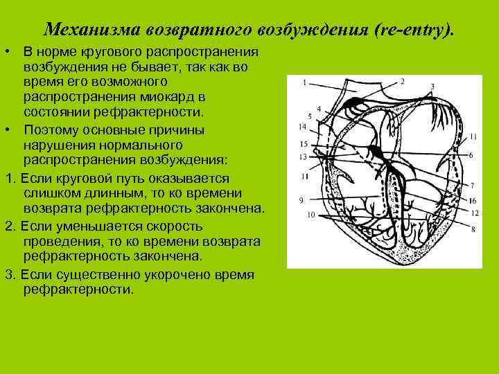 Механизма возвратного возбуждения (re-entry). • В норме кругового распространения возбуждения не бывает, так как